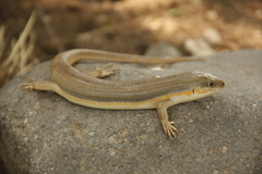 Eumeces schneiderii