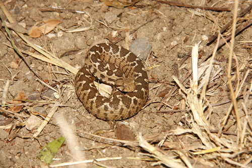 Photo of a Ottoman Viper (Montivipera xanthina)
