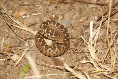 Montivipera xanthina