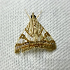 Agrioglypta zelimalis