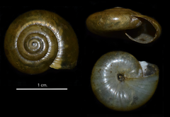 Morlina glabra