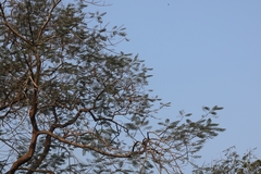 Pelargopsis capensis