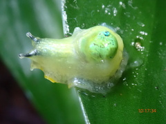 Gaeotis nigrolineata