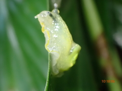 Gaeotis nigrolineata