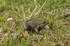 Pelophylax ridibundus
