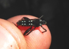 Plesiovelia