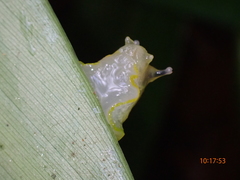 Gaeotis nigrolineata