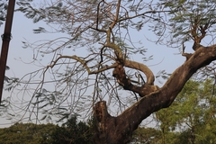 Streptopelia chinensis
