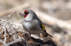 Eastern Goldfinch photo 5