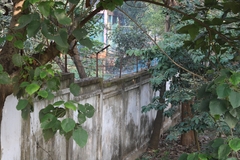 Argya striata