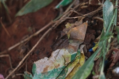 Melanitis leda