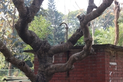 Funambulus pennantii