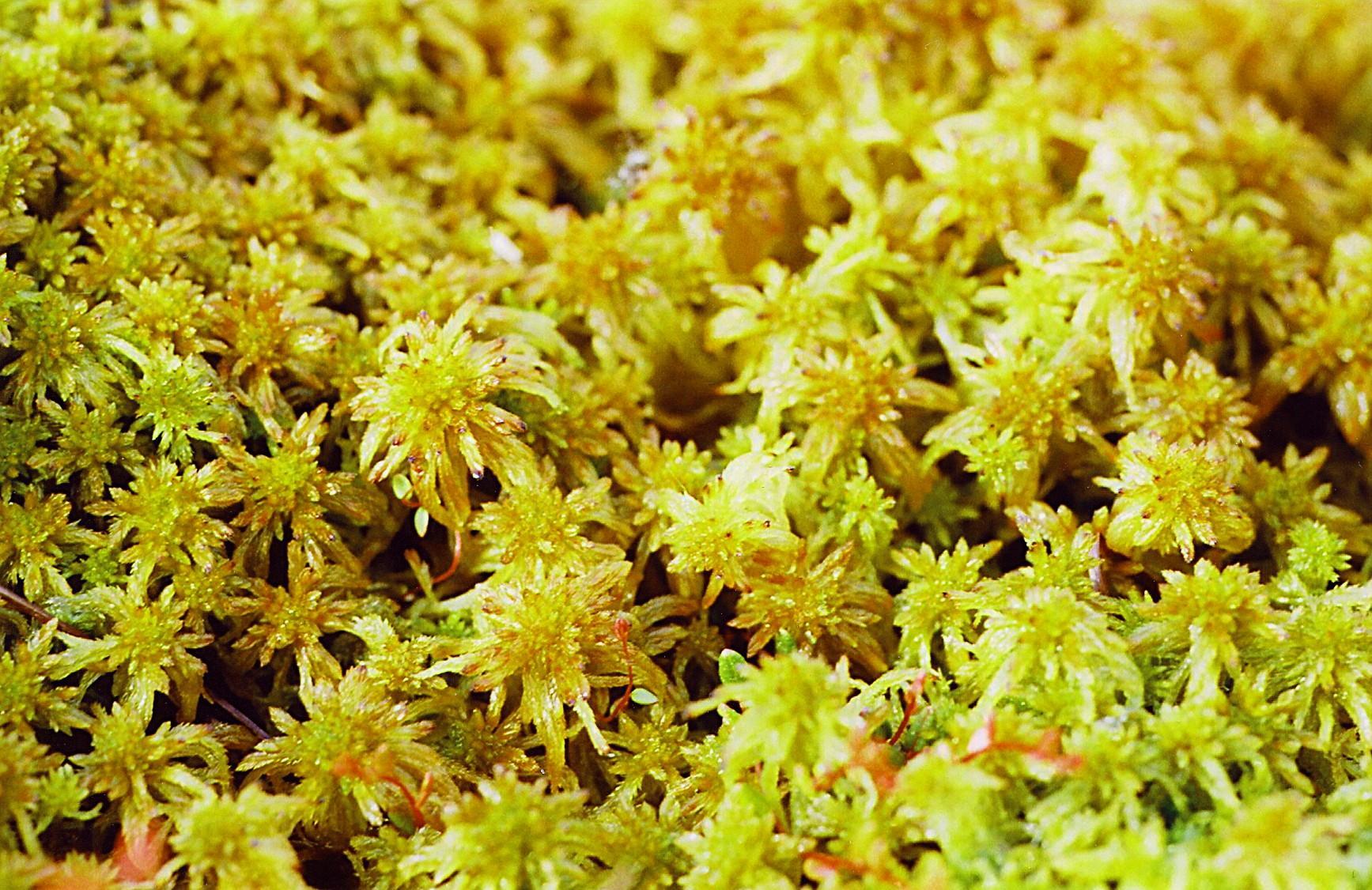 Sphagnum fallax