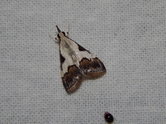 Autocharis jacobsalis