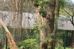 Argya striata