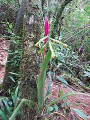 Billbergia distachia