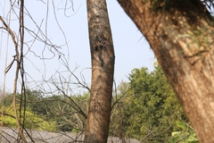 Funambulus pennantii