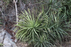 Agave colimana