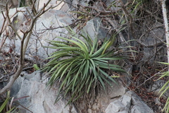 Agave colimana