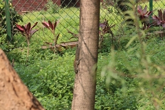 Funambulus pennantii