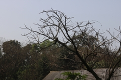 Argya striata