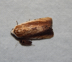 Tachosa brunnescens