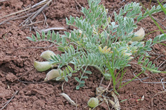 Astragalus argophyllus