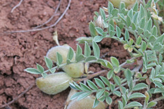 Astragalus argophyllus