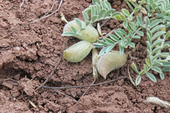 Astragalus argophyllus