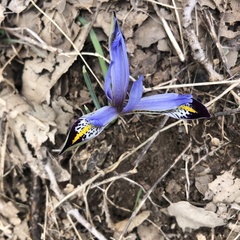 Iris zagrica