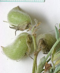 Astragalus argophyllus