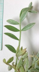 Astragalus argophyllus