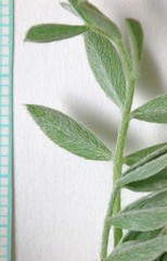 Astragalus argophyllus