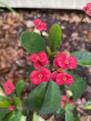 Euphorbia