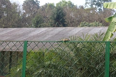 Funambulus pennantii