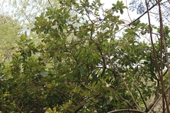 Parus cinereus