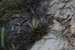 Agave colimana