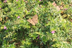 Junonia lemonias