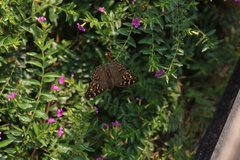 Junonia lemonias