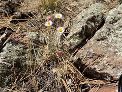 Erigeron tracyi