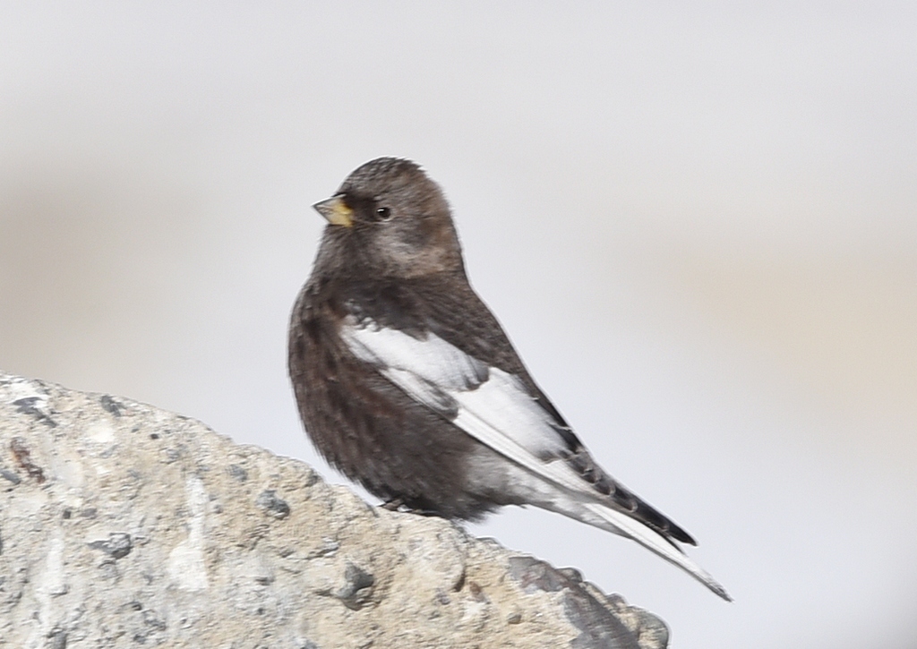 Asian Rosy-Finch
