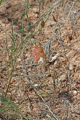 Astragalus ceramicus ceramicus