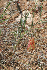 Astragalus ceramicus ceramicus