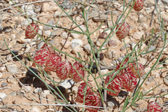 Astragalus ceramicus ceramicus