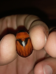 Cyclocephala nigrobasalis