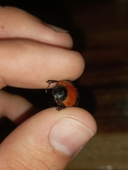 Cyclocephala nigrobasalis