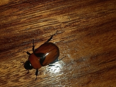 Cyclocephala nigrobasalis