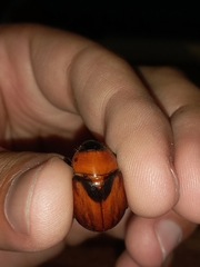 Cyclocephala nigrobasalis