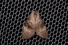 Acatapaustus leucospila