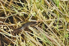 Lissotriton schmidtleri